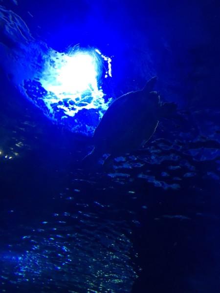 女子花1680元报团去哈尔滨旅游，吐槽宣传内容与实际不符